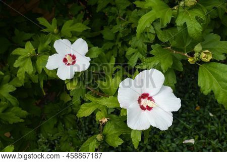 Two White Crimsoneyed Flowers Of Hibiscus Syriacus In Mid August