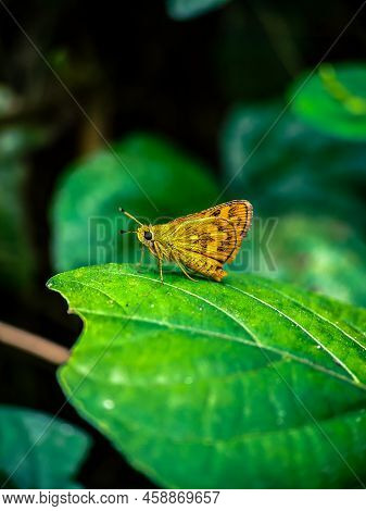Macro Shot Of A Beautiful Butterfly On A Green Leaf, Nature Concept Background Wilflife Animal In Th
