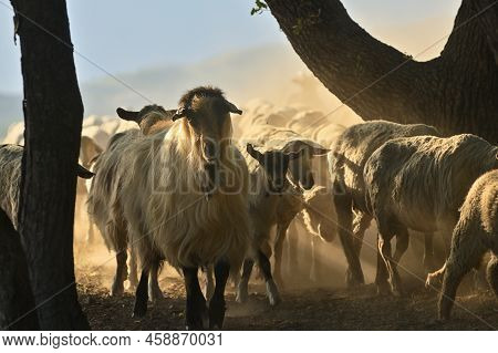 Goats And Sheeps On Road In Greci, Romania In Summer Drought