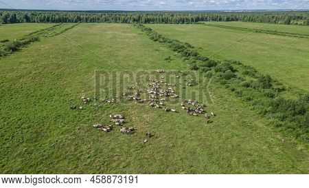 Aerial View Of Tarpan Horses In Nature. Wild Horses. Wildlife And Nature Background. Herd Of Wild Ho