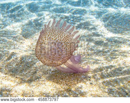 Purple-striped Jellyfish Floating In The Shore Of The Beach. Pelagia Noctiluca Species In The Family