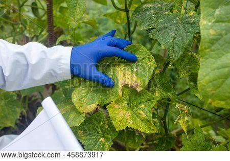 Plant Disease Agronomist. Junior Agricultural Scientists Research Greenhouse Plants And Look For A W