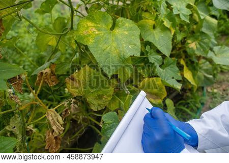 Plant Disease Agronomist. Junior Agricultural Scientists Research Greenhouse Plants And Look For A W