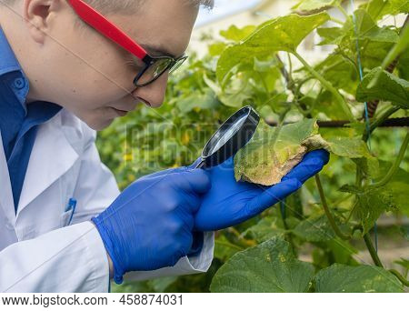Plant Disease Agronomist. Junior Agricultural Scientists Research Greenhouse Plants And Look For A W