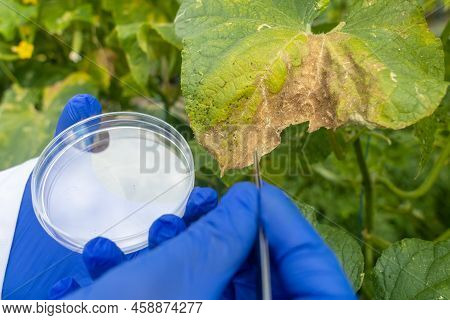 Plant Disease Agronomist. Junior Agricultural Scientists Research Greenhouse Plants And Look For A W