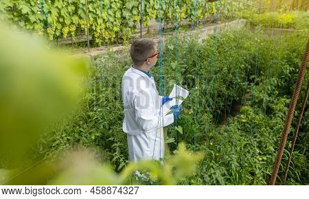 Plant Disease Agronomist. Junior Agricultural Scientists Research Greenhouse Plants And Look For A W
