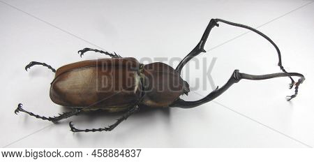 Beetle Isolated On White. Unusual Boxer Beetle Euchirus Longimanus Macro. Very Long Legs Beetle. Sca