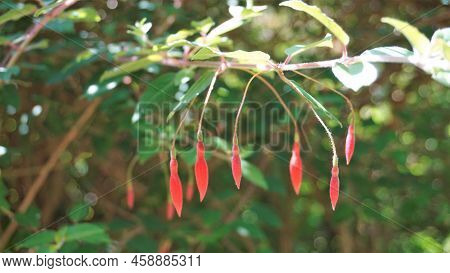 Beautiful Flowers Of Fuchsia Magellanica Also Known As Fuchsia, Hardy Fuchsia, Dollar Princess. Red