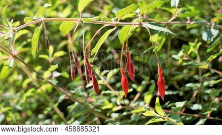 Beautiful Flowers Of Fuchsia Magellanica Also Known As Fuchsia, Hardy Fuchsia, Dollar Princess. Red
