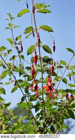 Beautiful Flowers Of Fuchsia Magellanica Also Known As Fuchsia, Hardy Fuchsia, Dollar Princess. Red