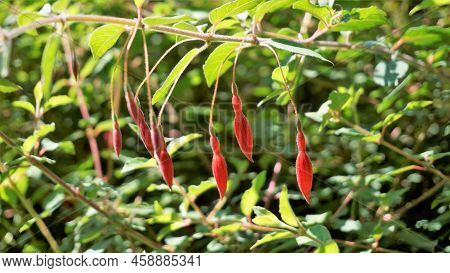 Beautiful Flowers Of Fuchsia Magellanica Also Known As Fuchsia, Hardy Fuchsia, Dollar Princess. Red