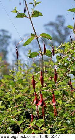 Beautiful Flowers Of Fuchsia Magellanica Also Known As Fuchsia, Hardy Fuchsia, Dollar Princess. Red