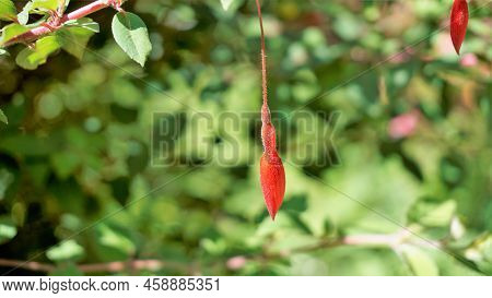 Beautiful Flowers Of Fuchsia Magellanica Also Known As Fuchsia, Hardy Fuchsia, Dollar Princess. Red