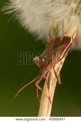 Coreus marginatus