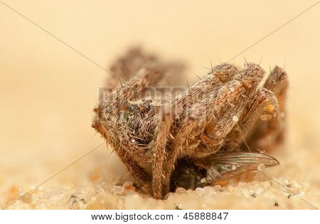 Araneus angulatus