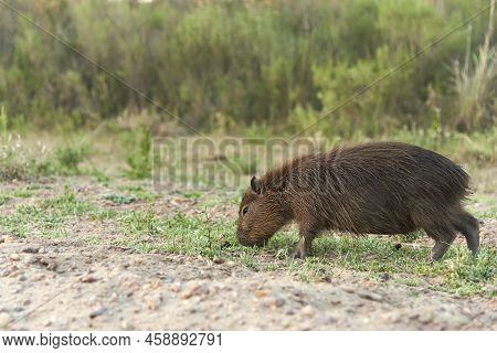 Young Capybara Grazing, Hydrochoerus Hydrochaeris, Largest Living Rodent, Native To South America, A