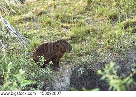 Capybara, Hydrochoerus Hydrochaeris, Largest Living Rodent, Native To South America, A Summer Aftern