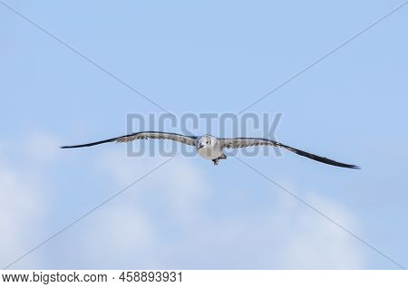 A Seagull Is Flying Over A Skyblue Sky In Playa Del Carmen, Quintana Roo, Mexico