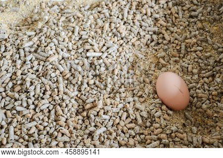 Chicken Egg In The Bowl To Feed The Cows In A Dairy Farm Near San Ramon, Canelones, Uruguay.