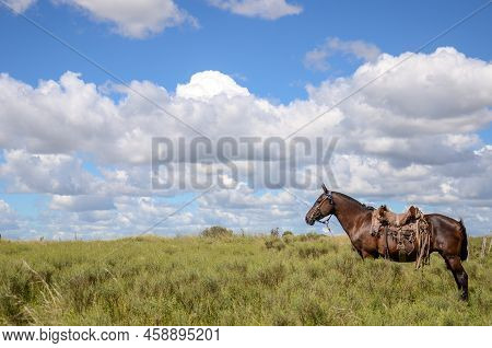 Lonely Horse In The Countryside, With A Cloudy Background At A Farm. San Ramon, Canelones, Uruguay
