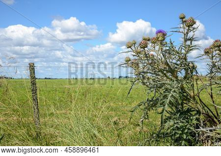 Country Landscape With A Fence And Some Violet Thistle Flowers, Near San Ramon, Canelones, Uruguay
