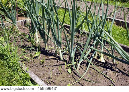 Plantation Of Green Fresh Onion Growing In Farm Soil In Summer.