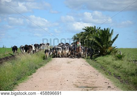 Set Cows Are Herded To Be Milked On A Dairy Farm Near San Ramon, Canelones, Uruguay