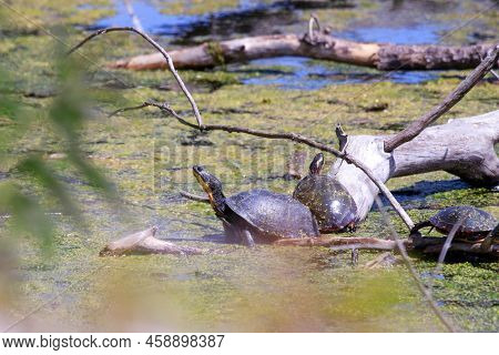 Blandings Turtle Basking On A Fallen Log.