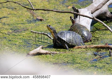 Blandings Turtle Basking On A Fallen Log.