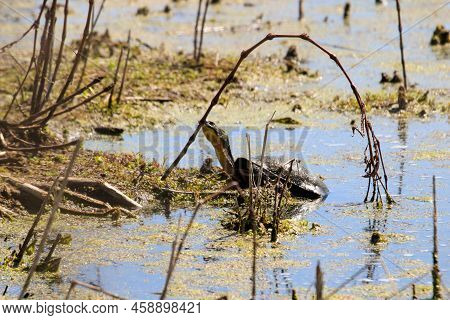 Blandings Turtles, Endangered Species In Swamp Near Point Pelee, Ontario