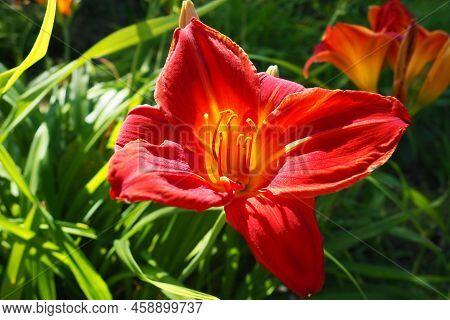 Hemerocallis Hybrid Anzac Is A Genus Of Plants Of The Lilaynikov Family Asphodelaceae. Beautiful Red
