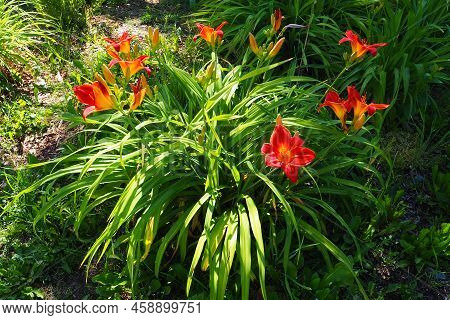 Hemerocallis Hybrid Anzac Is A Genus Of Plants Of The Lilaynikov Family Asphodelaceae. Beautiful Red