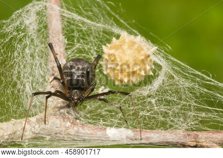 Southern Black Widow Spider - Latrodectus Mactans
