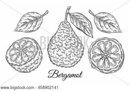 Bergamot, Kaffir Lime Citrus Juicy Fruit. Tropical Green Lemon Botanical Outline Sketch Set. Exotic 