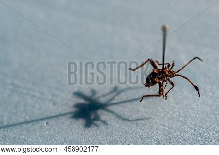 Pinned Macro Of A Squash Bug Nymph In An Insect Entomology Collection