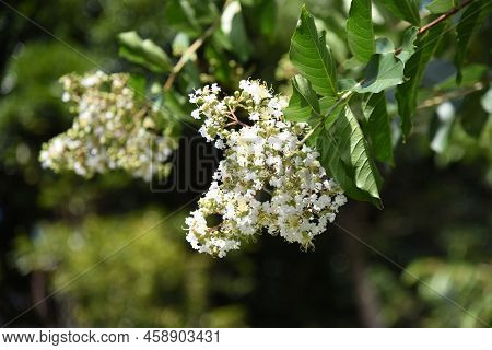 Crape Myrtle Flowers. Lythraceae Deciduous Tree. The Flowering Season Is From July To October. The W