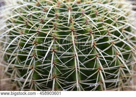 Golden Barrel Cactus Closeup View Or Texture Background