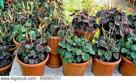Beautiful Garden Plants Peperomia Caperata Also Known As Green Ripple, Little Fantasy Pepper Etc.