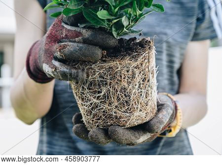 Cropped Shot Of Gardener Holding A Plant With Root Bound For Repotting. Repotting Refreshes The Nutr