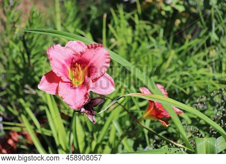 Siloam Grace Stamile. Luxury Flower Daylily In The Garden Close-up. The Daylily Is A Flowering Plant