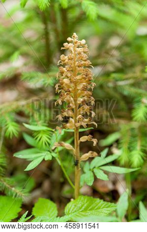 View Of A Bird\'s Nest Orchid In The Nature