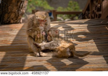 Family Of Monkeys With A Cute Little Baby Macaque Near Temple In Tibet, China. A Portrait Of The Rhe