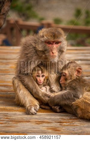 Family Of Monkeys With A Cute Little Baby Macaque Looking At The Frames Near Temple In Tibet, China.