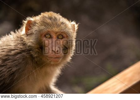 Tibetan Rhesus Monkey, Closeup Of Macaque Monkey Staring At The Frame, Macaca Mulatta Vestita