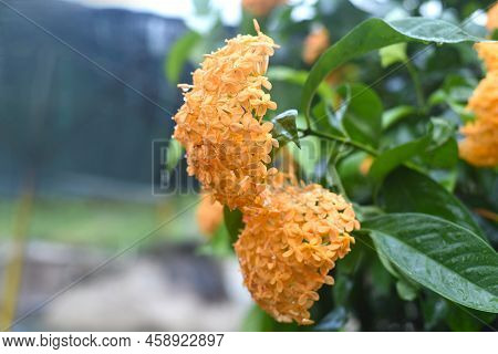 Orange Ixora Flower The West Indian Jasmine Growing In Nha Trang Vietnam