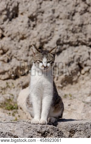 Portrait Of A Beautiful, White-gray Cat With Green Eyes Close-up On A Sunny Spring Day