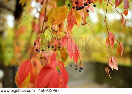Beautiful Red Virginia Creeper Leaves On A Tree Branch On Bright Autumn Day