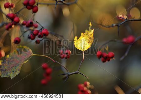Ripe Red Fruits Of Hawthorn Or Single-seeded Hawthorn, On A Hawthorn Tree Branch On Autumn Day