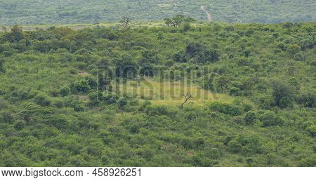 Trees And The Nature Reserve Hluhluwe Imfolozi Park South Africa