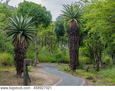 Safari Lodge Garden In Hluhluwe Imfolozi Park Nature Reserve South Africa